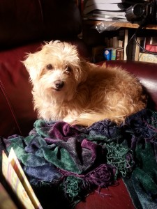 Ragamuffin