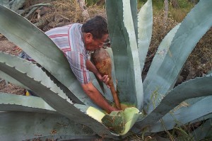Gathering pulque
