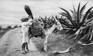 Pulque gatherer